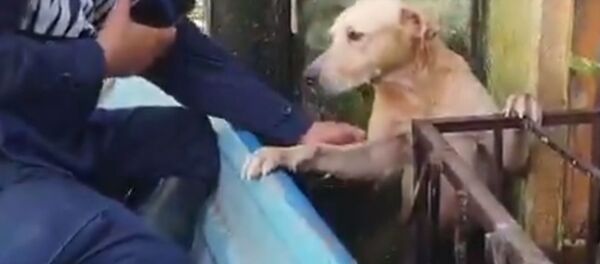 Rescatan en México a un perrito atrapado por las inundaciones - Sputnik Mundo
