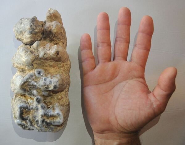 Hallan gigantesco molar de más de 1,6 kilos en Argentina | Fotos - Sputnik Mundo