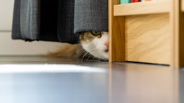 Un gato escondido detrás de unas cortinas - Sputnik Mundo