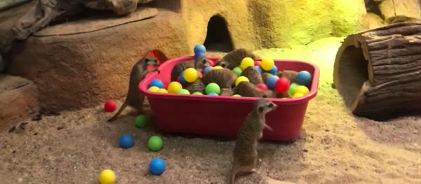 Una familia de suricatas se divierte en un pelotero en el zoológico de Moscú - Sputnik Mundo