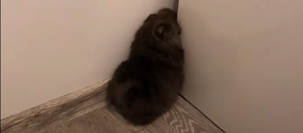 Un cachorro de pomeranio se mete en un hueco - Sputnik Mundo