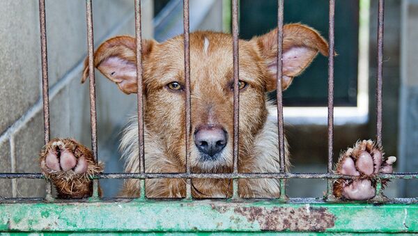 Perro abandonado (imagen referencial) - Sputnik Mundo