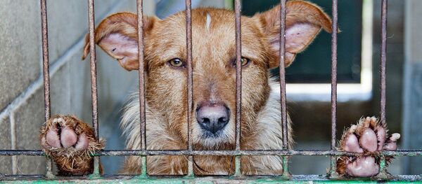 Perro abandonado (imagen referencial) - Sputnik Mundo