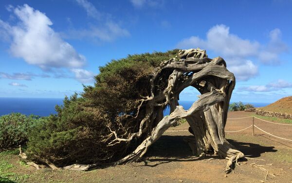 Sabina típica de El Hierro - Sputnik Mundo