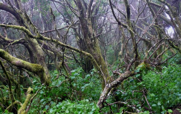 Bosque de laurisilva de El Hierro - Sputnik Mundo