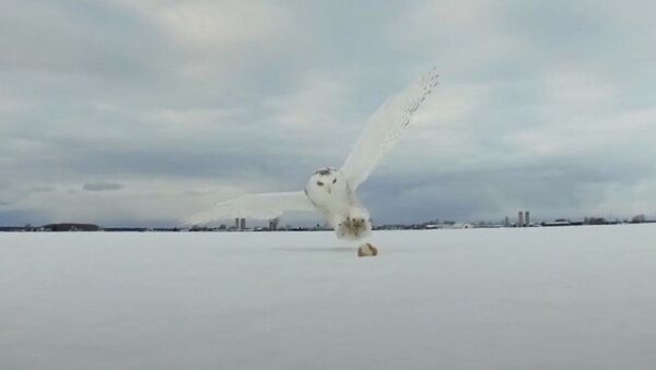 Un búho nival caza a un ratón - Sputnik Mundo