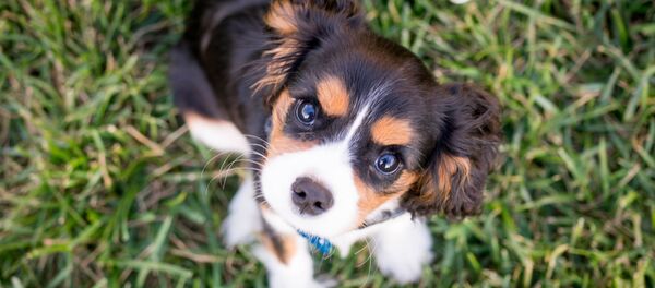 Un cachorro de la raza Cavalier King Charles Spaniel (archivo) - Sputnik Mundo