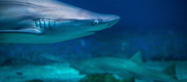 Un tiburón (archivo) - Sputnik Mundo