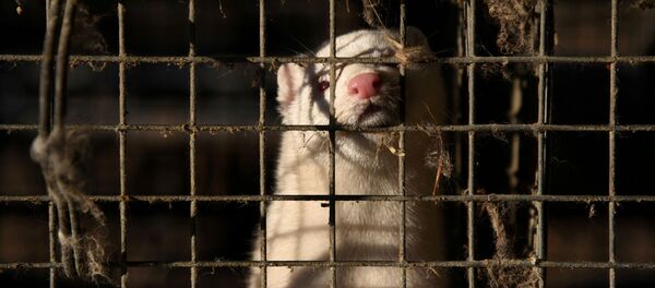 Un visón - Sputnik Mundo