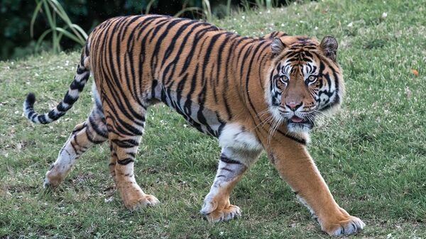 Un tigre de bengala  - Sputnik Mundo