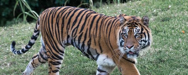 Un tigre de bengala  - Sputnik Mundo