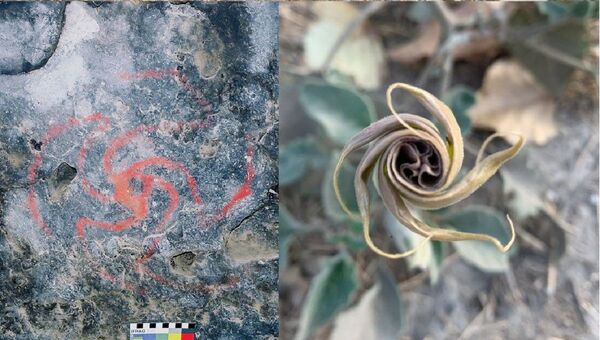 El dibujo en la bóveda de la cueva del Molinillo y la flor de Datura wrightii - Sputnik Mundo