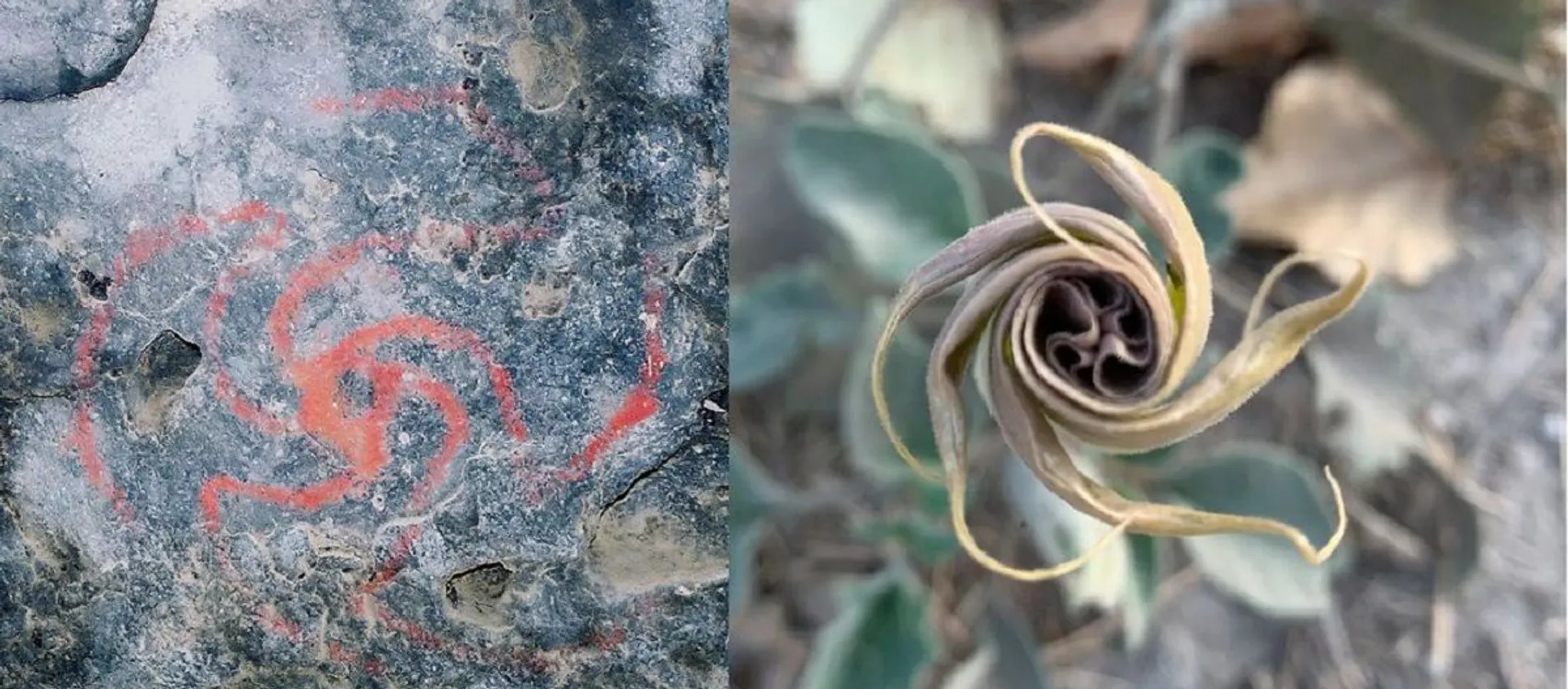 El dibujo en la bóveda de la cueva del Molinillo y la flor de Datura wrightii El dibujo en la bóveda de la cueva del Molinillo y la flor de Datura wrightii - Sputnik Mundo, 1920, 25.11.2020