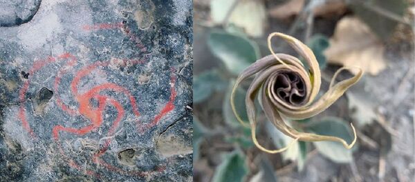 El dibujo en la bóveda de la cueva del Molinillo y la flor de Datura wrightii - Sputnik Mundo
