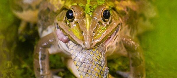 Una rana se come a una serpiente - Sputnik Mundo