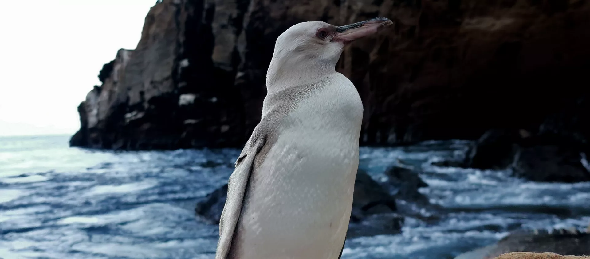 Un pingüino blanco en las Galápagos Un pingüino blanco en las Galápagos - Sputnik Mundo, 1920, 27.11.2020