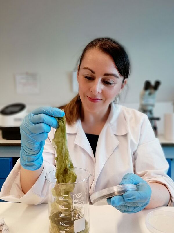 El superalimento chileno a base de algas marinas y hongos El superalimento chileno a base de algas marinas y hongos - Sputnik Mundo