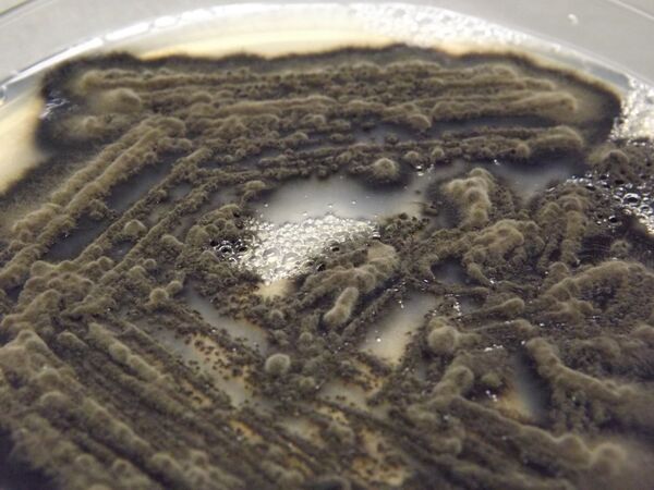 El superalimento chileno a base de algas marinas y hongos El superalimento chileno a base de algas marinas y hongos - Sputnik Mundo