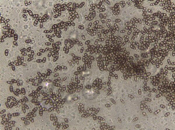 El superalimento chileno a base de algas marinas y hongos El superalimento chileno a base de algas marinas y hongos - Sputnik Mundo