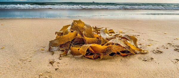 Alga marina - Sputnik Mundo