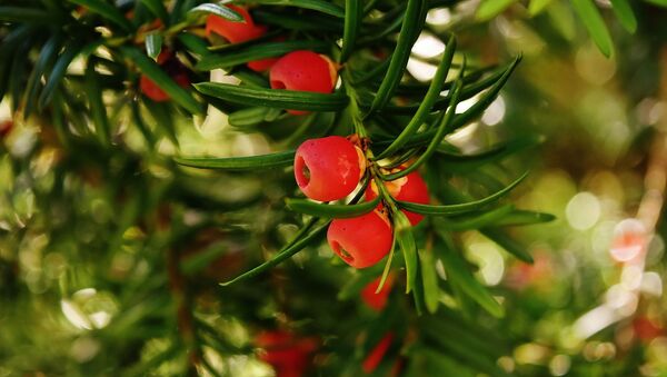 Las bayas de un tejo (archivo) - Sputnik Mundo
