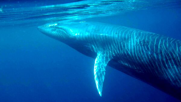Un rorcual de Bryde - Sputnik Mundo