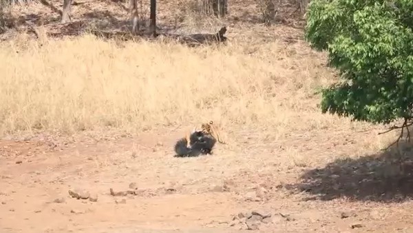 Un tigre de Bengala ataca al oso más mortal del mundo (captura de pantalla)