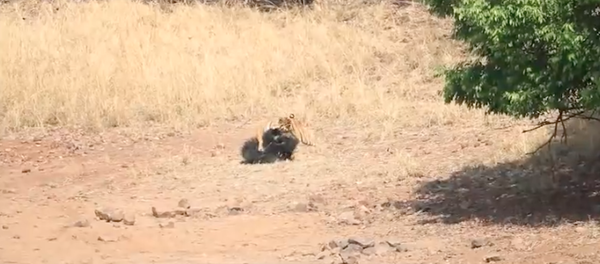 Un tigre de Bengala ataca al oso más mortal del mundo (captura de pantalla) - Sputnik Mundo