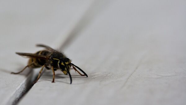 Una avispa (archivo) - Sputnik Mundo