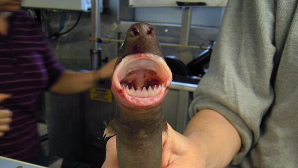 El tollo cigarro (Isistius brasiliensis) - Sputnik Mundo