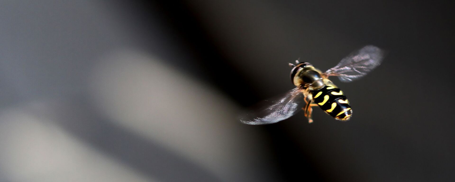 Una abeja - Sputnik Mundo, 1920, 02.12.2020