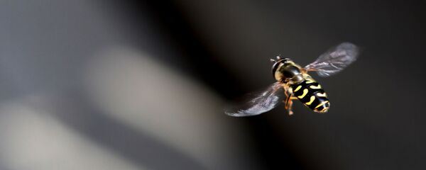 Una abeja - Sputnik Mundo