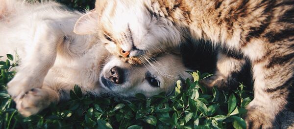 DNI animales domésticos - Sputnik Mundo