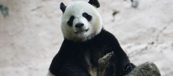 Panda en el Zoológico de Moscú - Sputnik Mundo