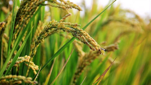 Arroz en el campo, referencial - Sputnik Mundo