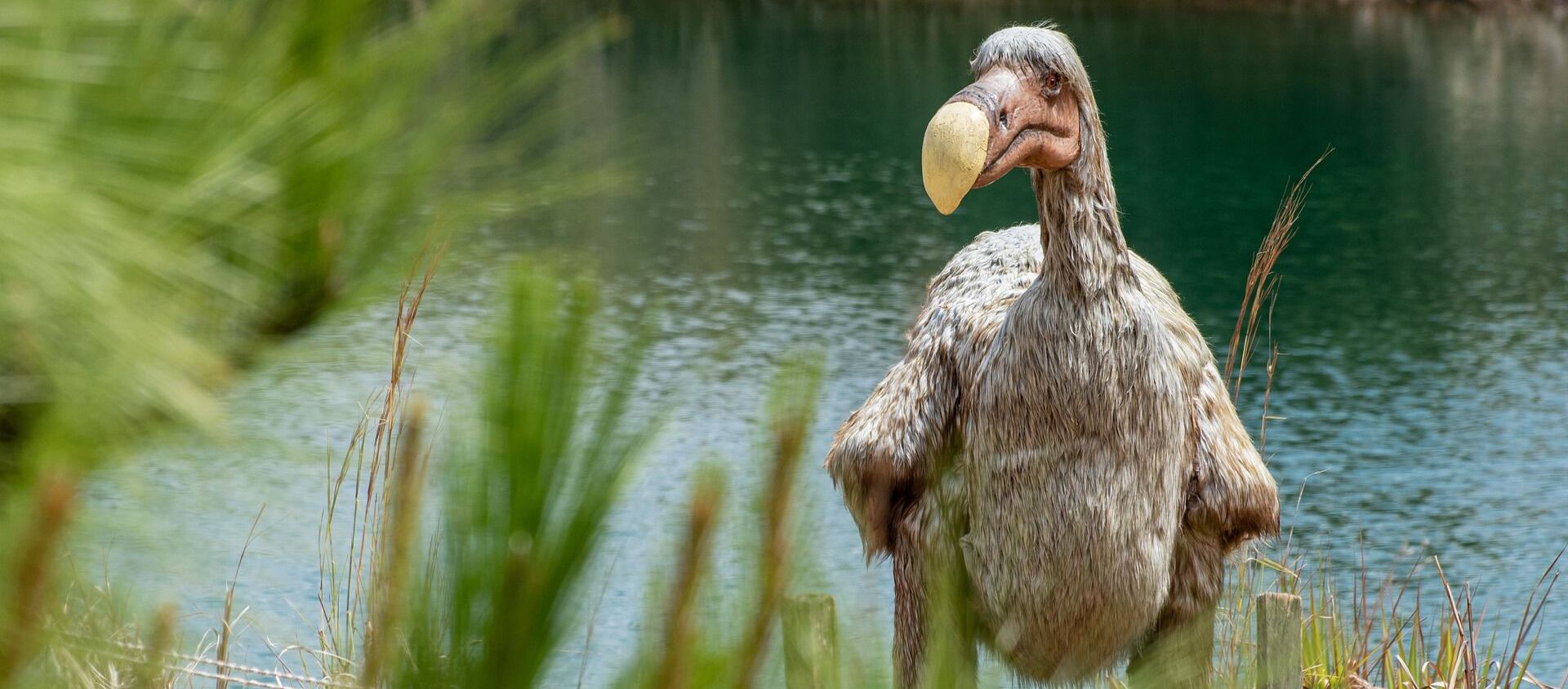 Representación de dodo, la ave no volador extinta - Sputnik Mundo, 1920, 04.12.2020