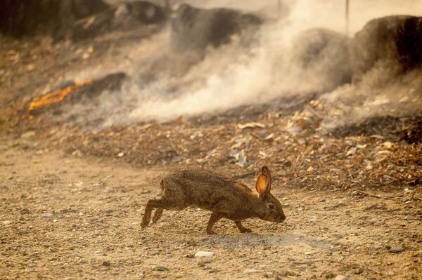 Según los pronósticos, en el estado se espera una mayor intensidad del viento. Por lo tanto, los ingenieros energéticos temen una repetición del escenario del año pasado, cuando el viento corrió por encima de los cables de alta tensión de la red eléctrica, por lo que hubo cortocircuitos, y empezaron los incendios debido a sus chispas. Y ahora los vecinos del estado se ven obligados a comprar sus propios generadores portátiles.En la foto: una liebre se salva del incendio en el condado de Orange, estado de California. - Sputnik Mundo