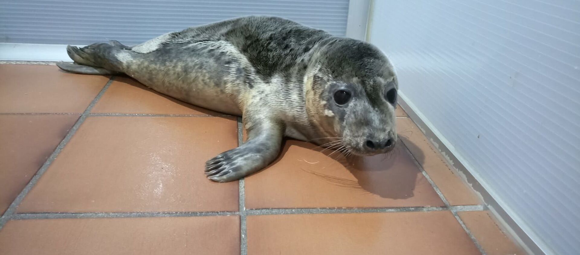 Los dos cachorros de lobo marino se recuperan en las instalaciones de CEMMA - Sputnik Mundo, 1920, 04.12.2020