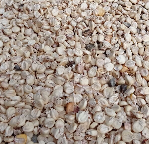 Cuando al grano de maíz le germina un brote, se le llama guiñapo. Es el que usamos para producir chicha, dijo Hernán Montaño - Sputnik Mundo