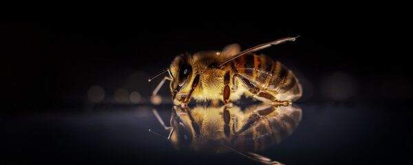 Una abeja, referencial - Sputnik Mundo