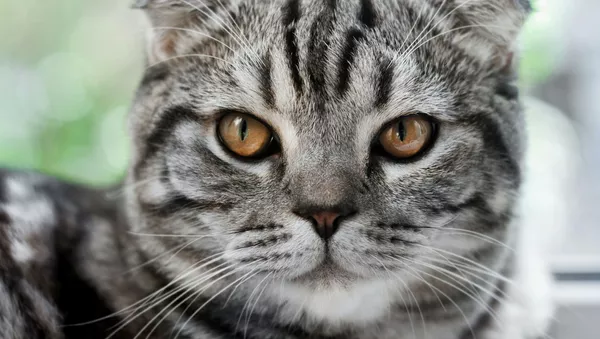 Un gato (archivo) - Sputnik Mundo