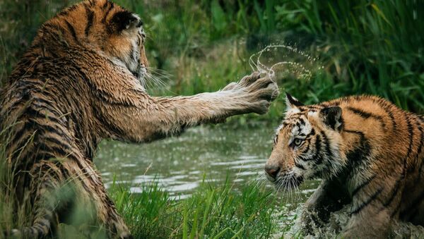 Una pelea de tigres (archivo) - Sputnik Mundo