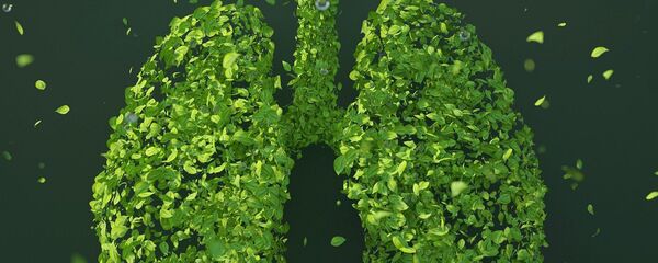 Pulmones (imagen referencial) - Sputnik Mundo