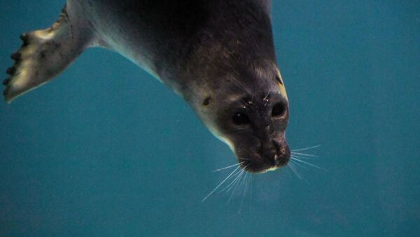 Una nerpa del Baikal en el acuario de Moscú - Sputnik Mundo