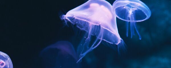 Unas medusas (archivo) Unas medusas (archivo) - Sputnik Mundo