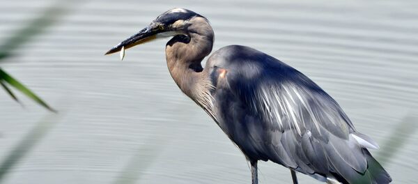 Una garza morena (archivo) - Sputnik Mundo