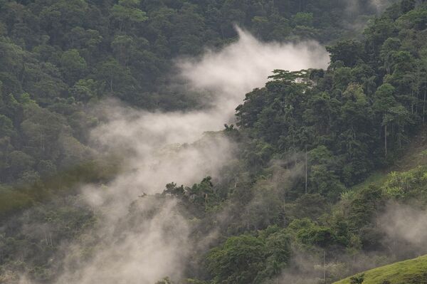 Neblina en los bosques del tapón del Darién - Sputnik Mundo