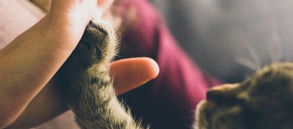 La mano de una persona y la pata de un gato - Sputnik Mundo