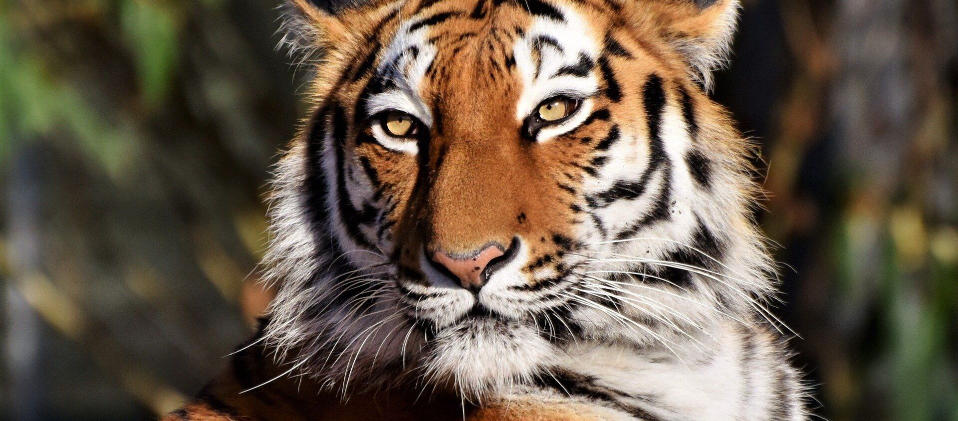 Un tigre ataca a su adiestrador en pleno espectáculo - Sputnik Mundo, 1920, 13.12.2020