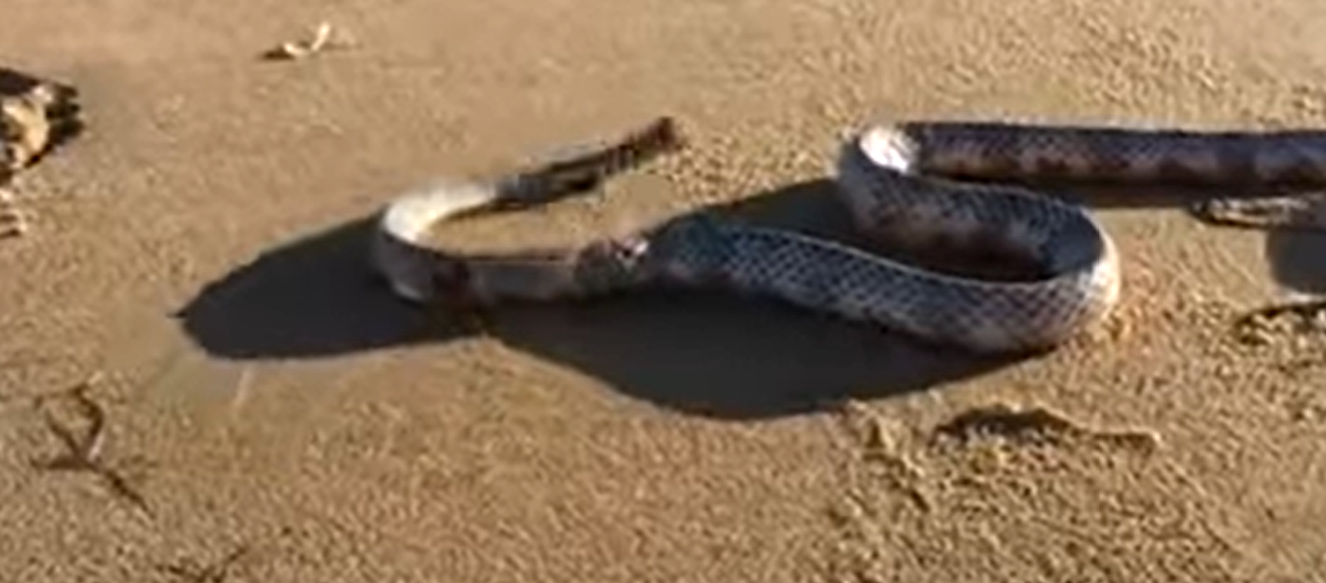 Una serpiente sin cabeza intenta 'atacar' a un australiano  - Sputnik Mundo, 1920, 15.12.2020
